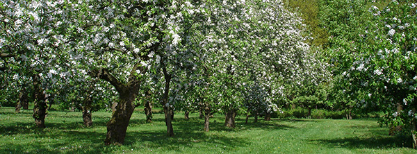 hoogstamboomgaard-1