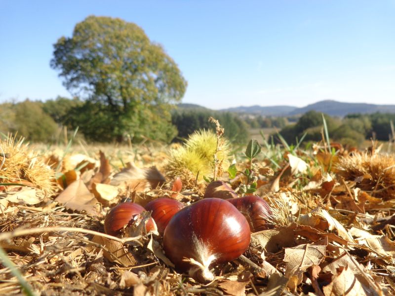 tamme kastanje website